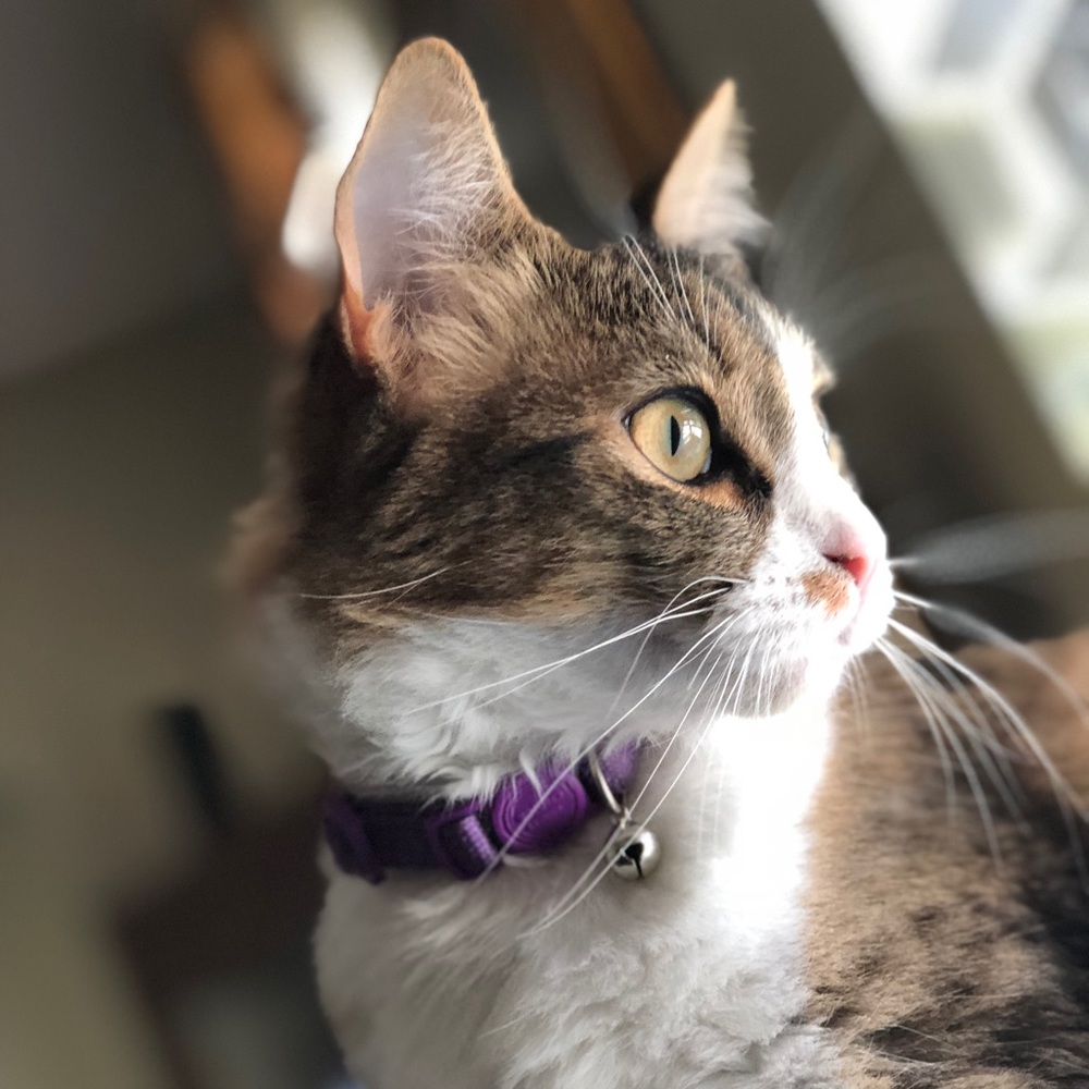 Meet your Posher, Hannah